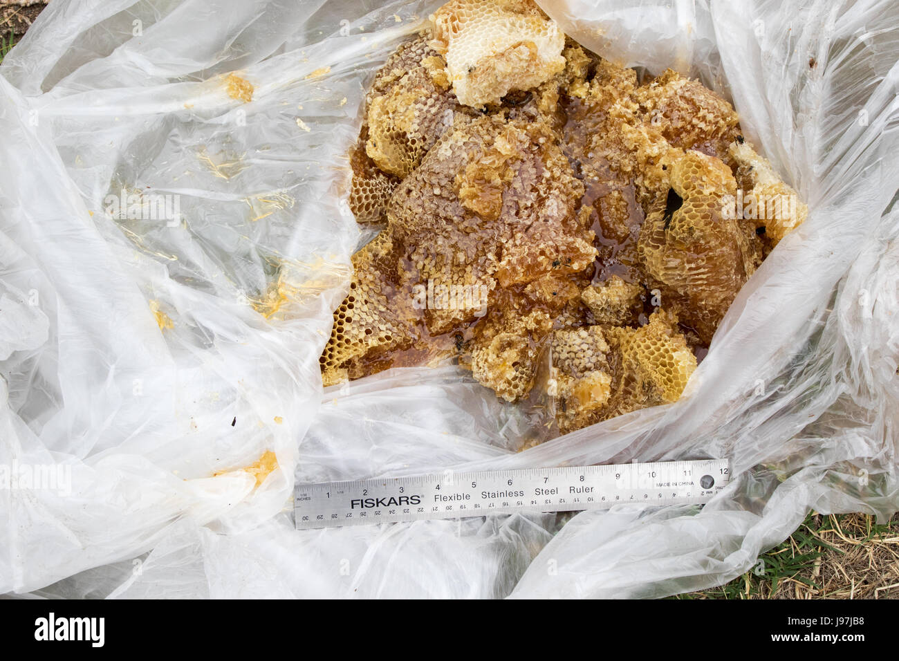Questo un piccolo nido rimosso dall'attico di una casa residenziale di Los Angeles, California, USA. Foto Stock