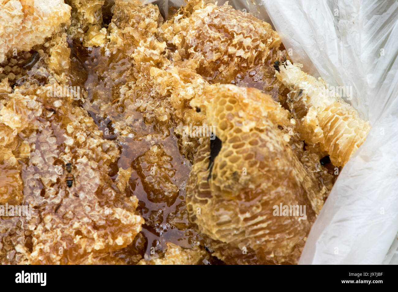 Questo un piccolo nido rimosso dall'attico di una casa residenziale di Los Angeles, California, USA. Foto Stock