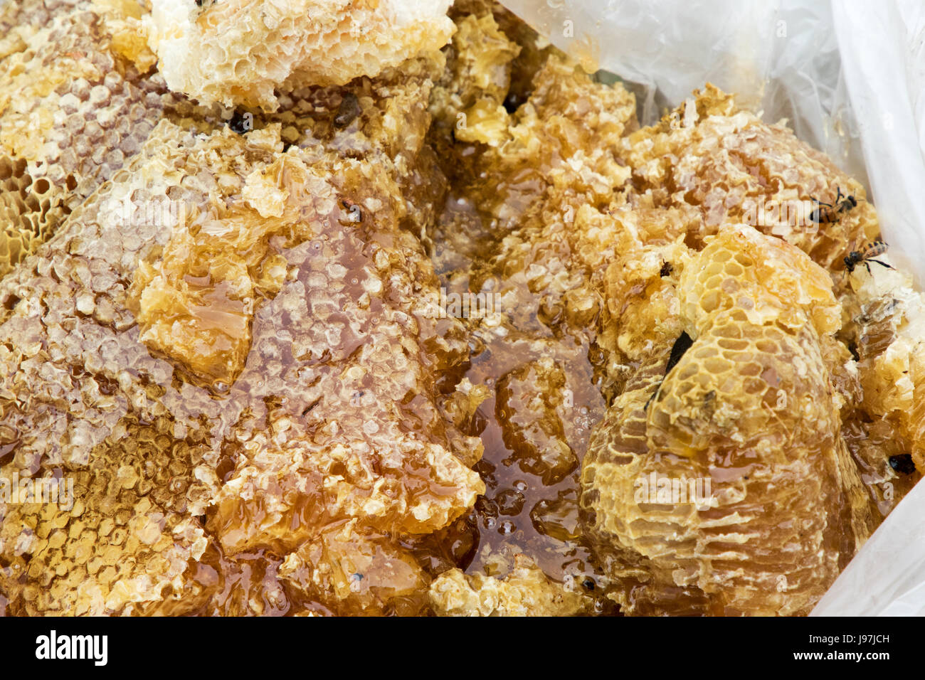 Questo un piccolo nido rimosso dall'attico di una casa residenziale di Los Angeles, California, USA. Foto Stock