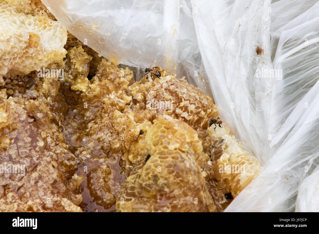 Questo un piccolo nido rimosso dall'attico di una casa residenziale di Los Angeles, California, USA. Foto Stock