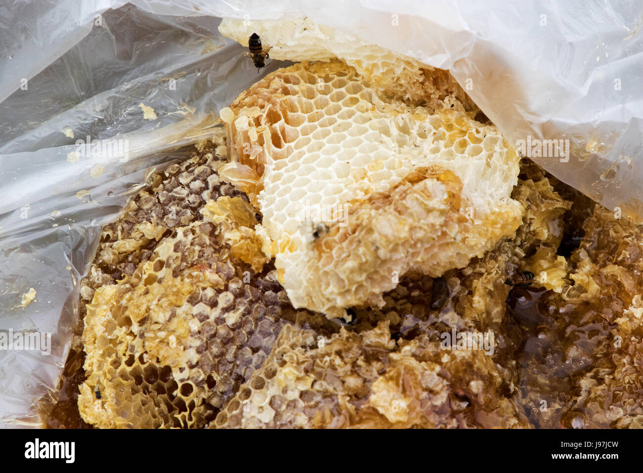 Questo un piccolo nido rimosso dall'attico di una casa residenziale di Los Angeles, California, USA. Foto Stock