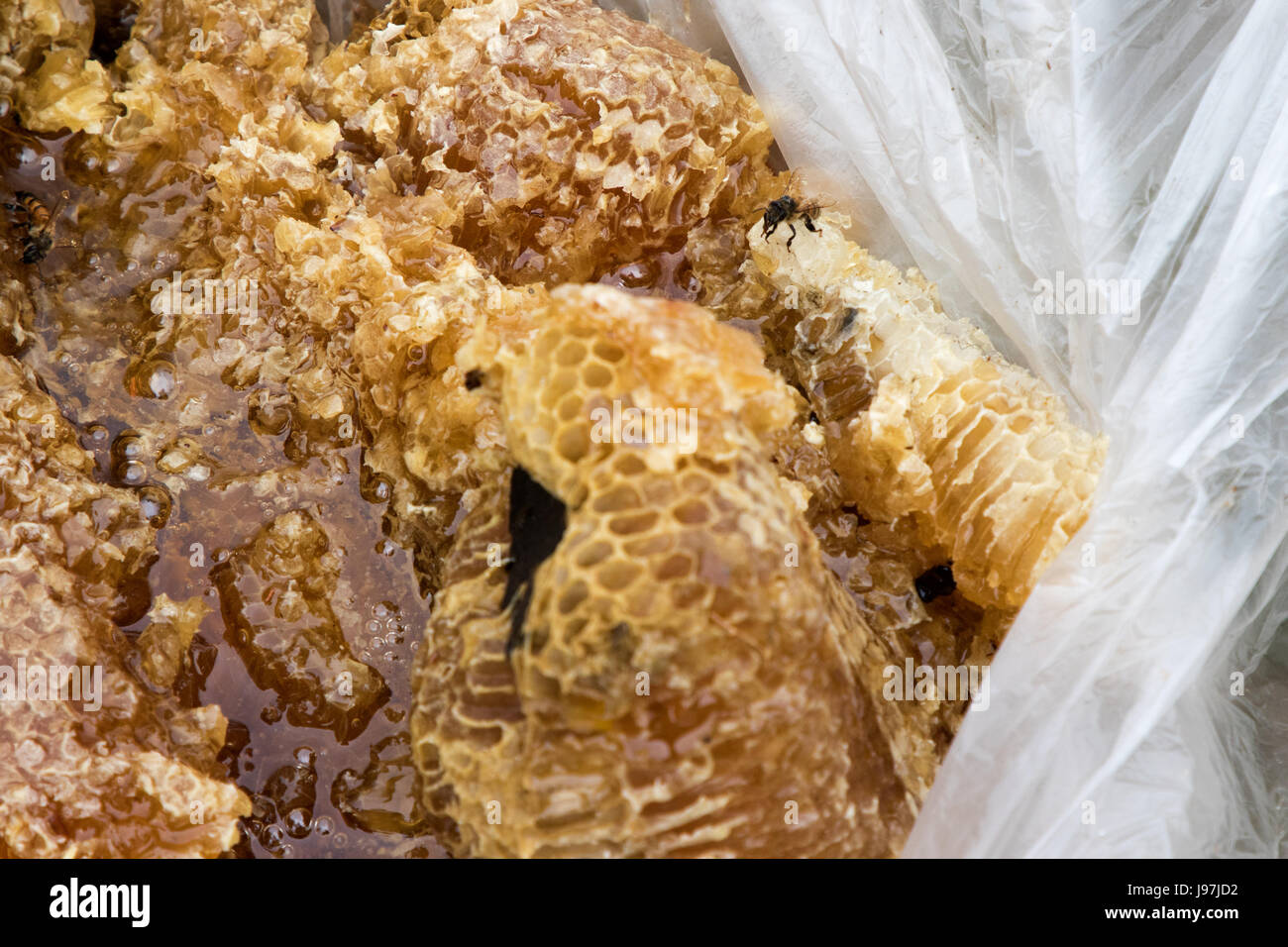 Questo un piccolo nido rimosso dall'attico di una casa residenziale di Los Angeles, California, USA. Foto Stock
