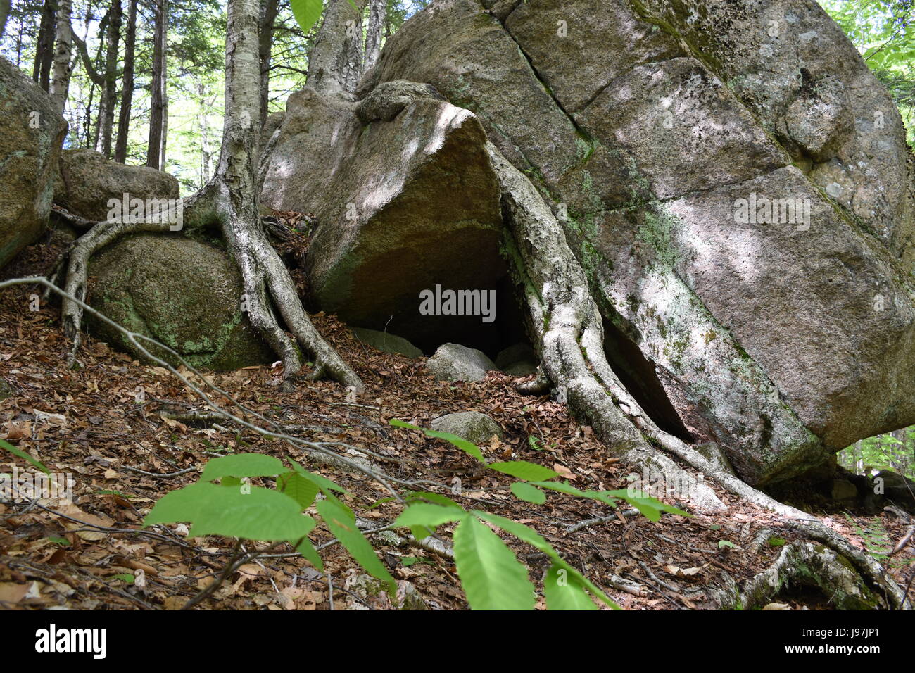 Albero radici cercano acqua e sostanze nutritive mentre crescono sulle rocce. Foto Stock