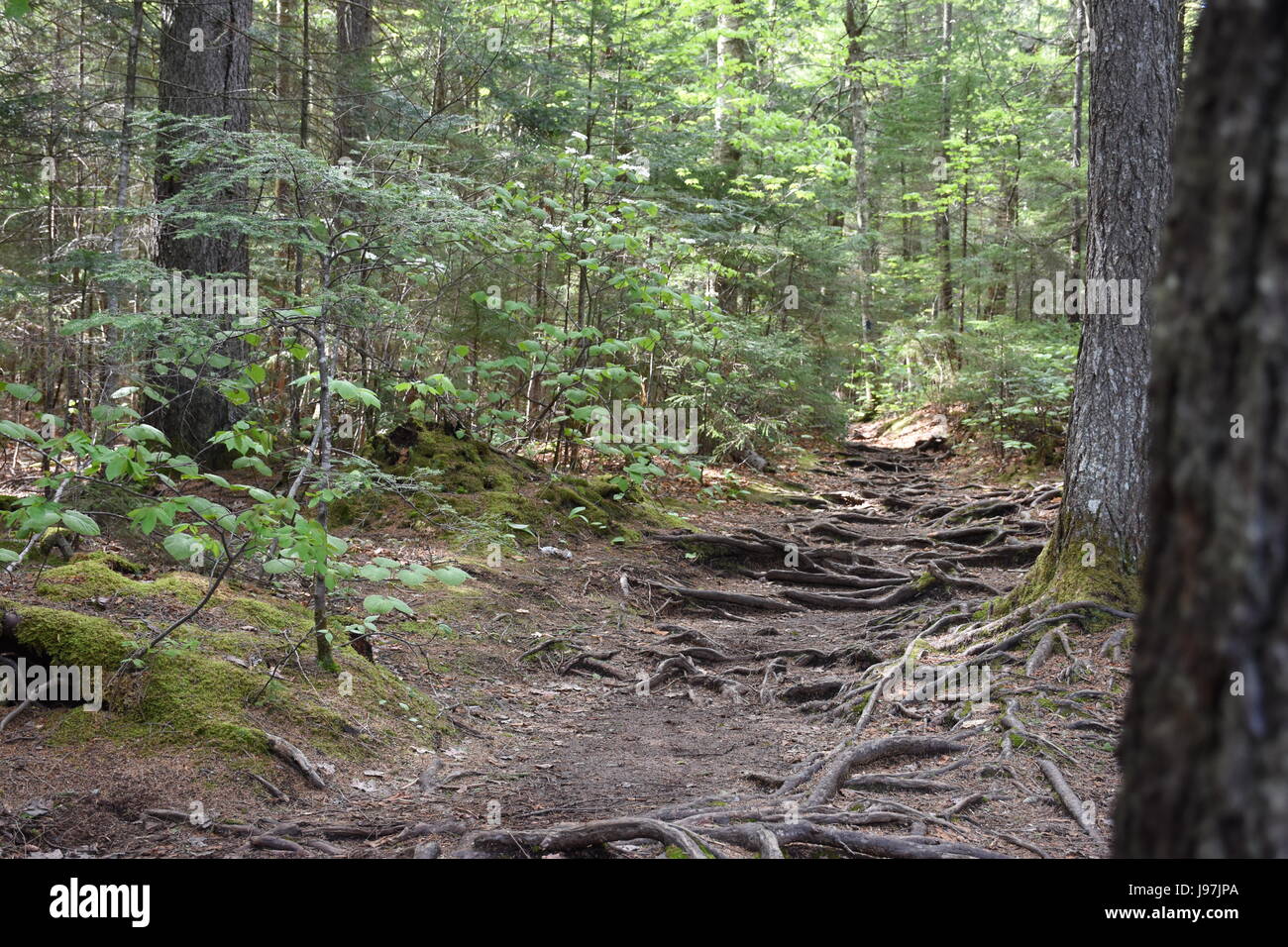 Radici sul sentiero vicino al sito del bacino in Franconia Notch State Park Foto Stock
