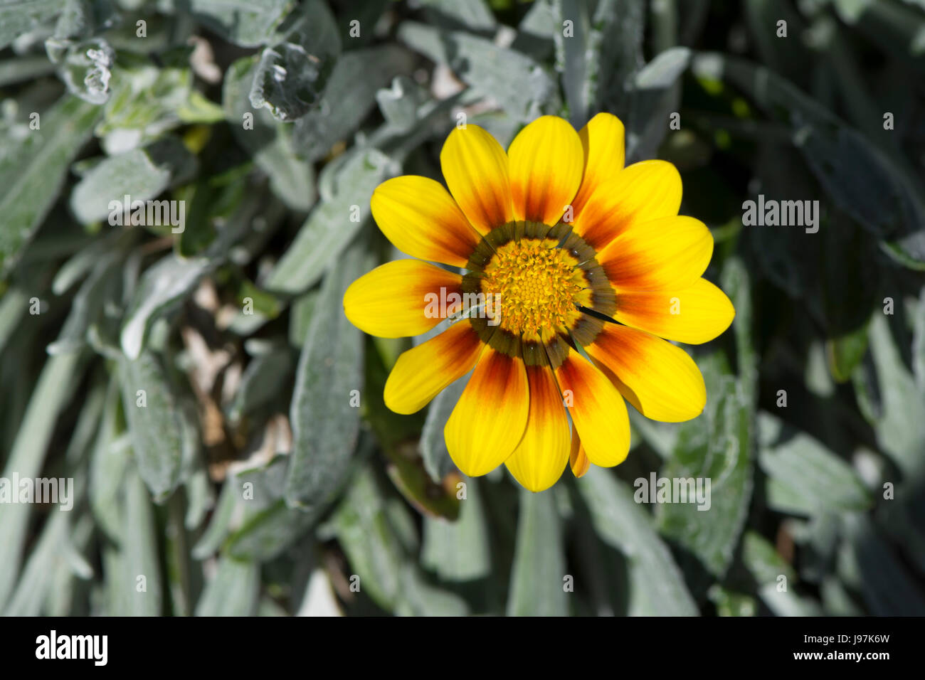 Solo il rosso e il giallo gazania con naturale verde argenteo lascia come sfondo. Profondità molto piccola e concentrarsi solo sul gazania testa di fiori Foto Stock
