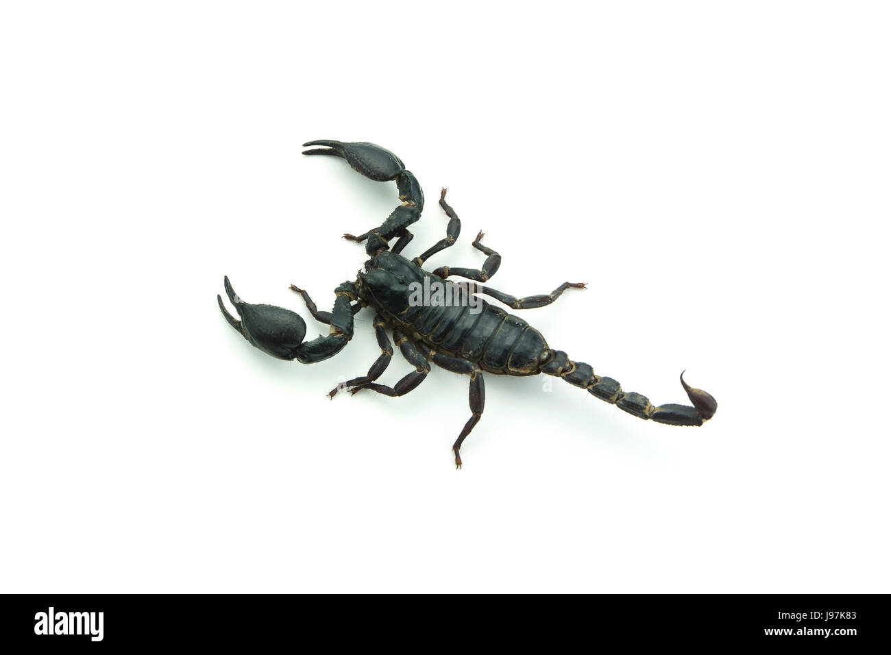 Closeup Scorpion isolati su sfondo bianco Foto Stock