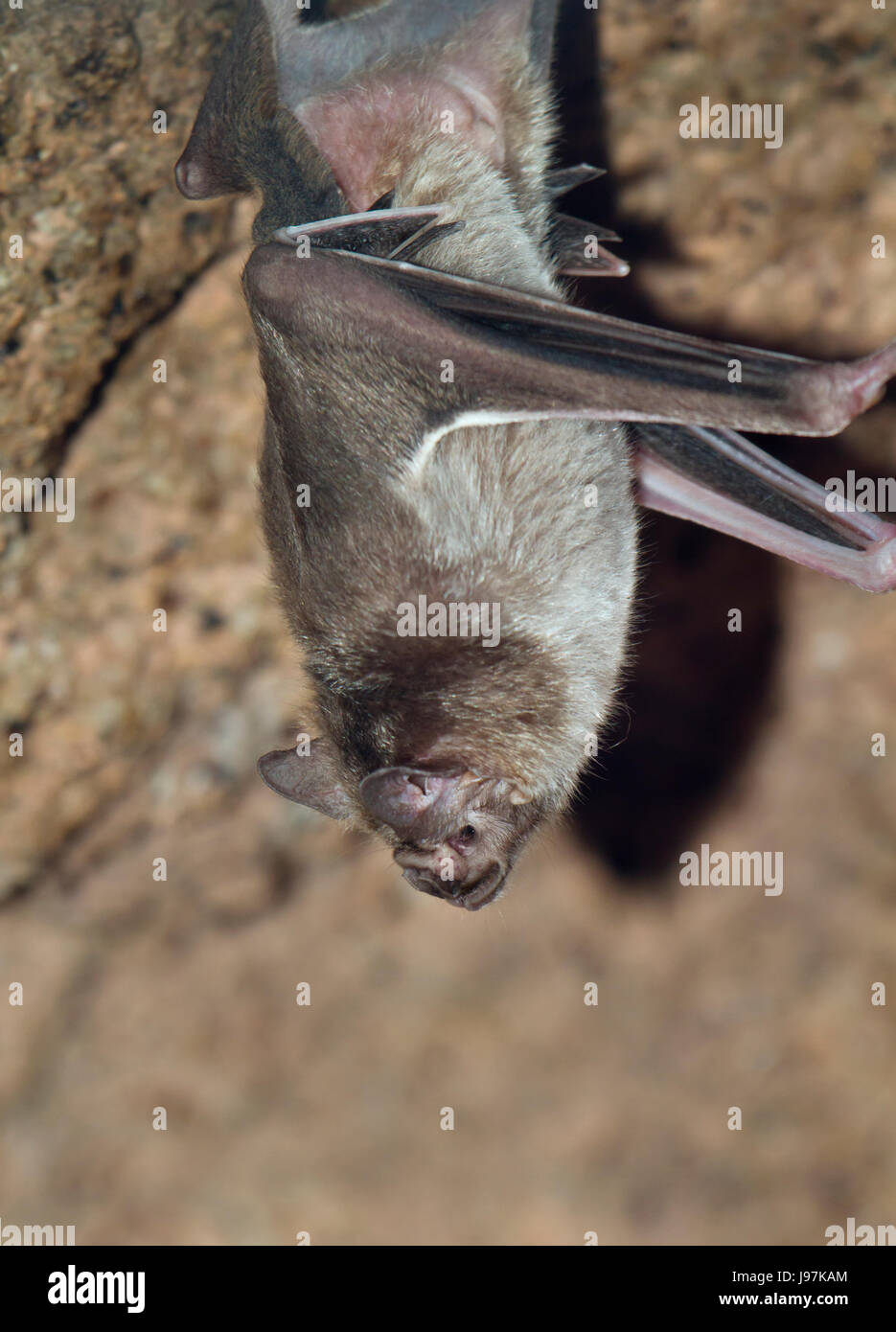 Vampiro comune bat, Desmodus rotundus Foto Stock