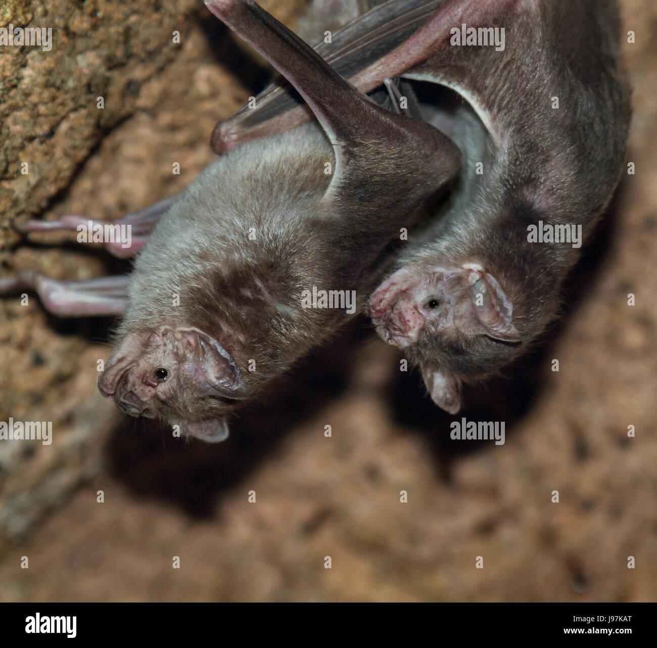 Vampiro comune bat, Desmodus rotundus Foto Stock