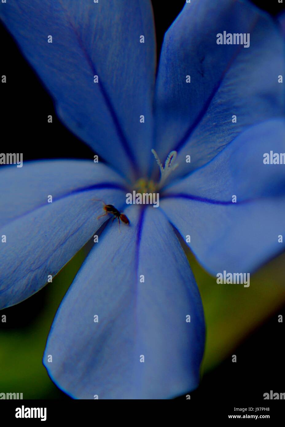 Ant su colore blu fiore Foto Stock