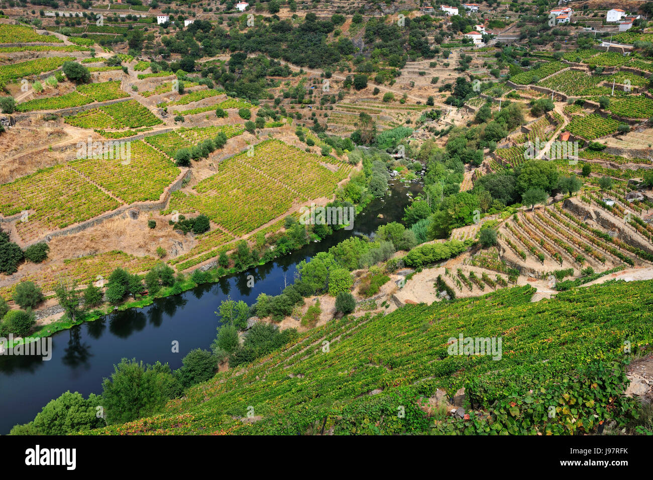 Vigneti terrazzati lungo il fiume Corgo in Alvações fare Corgo. Un sito Patrimonio Mondiale dell'Unesco, Portogallo Foto Stock
