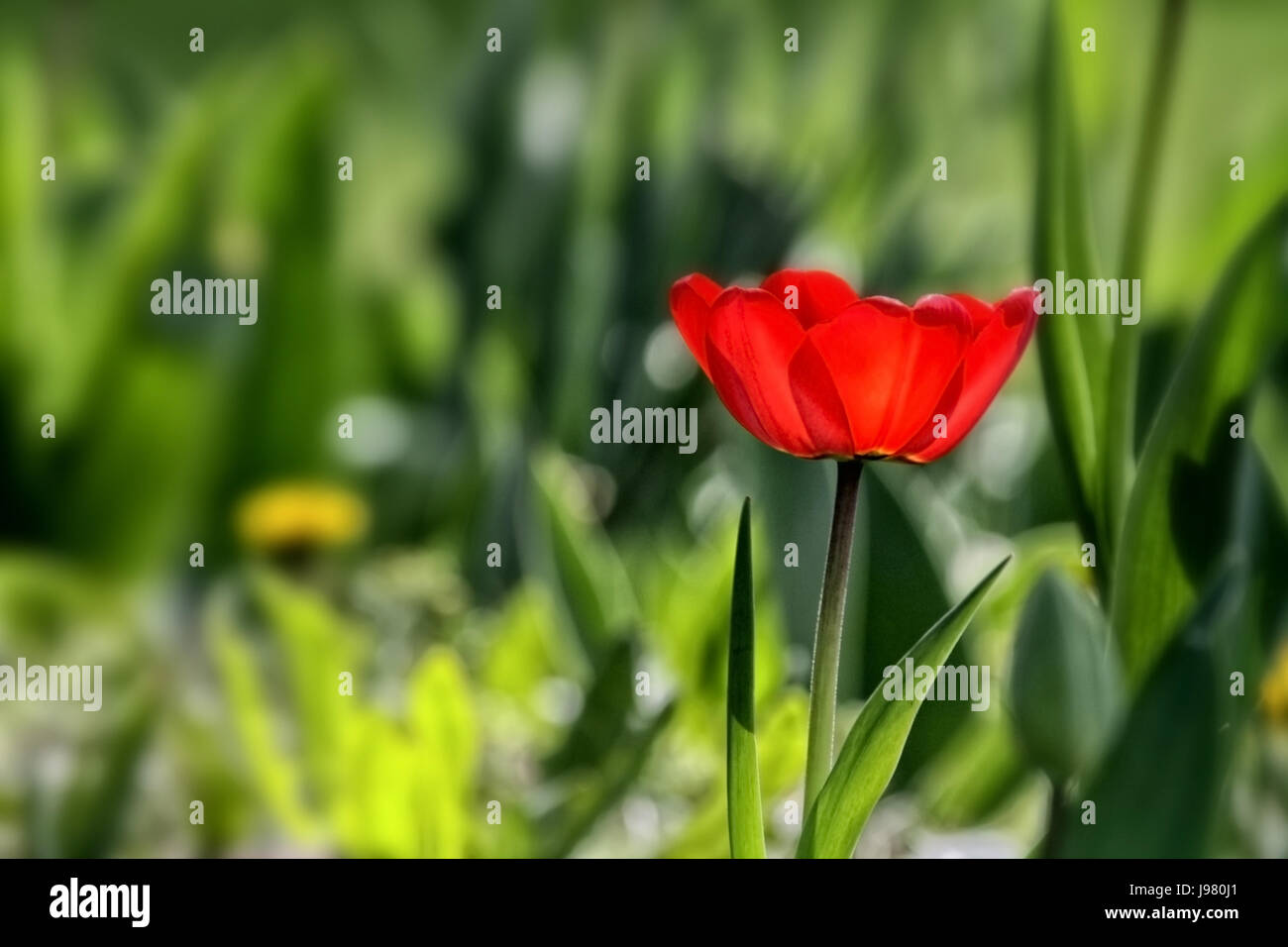 Macro Close-up, macro di ammissione, vista ravvicinata, parco, giardino, fiori, piante, Foto Stock