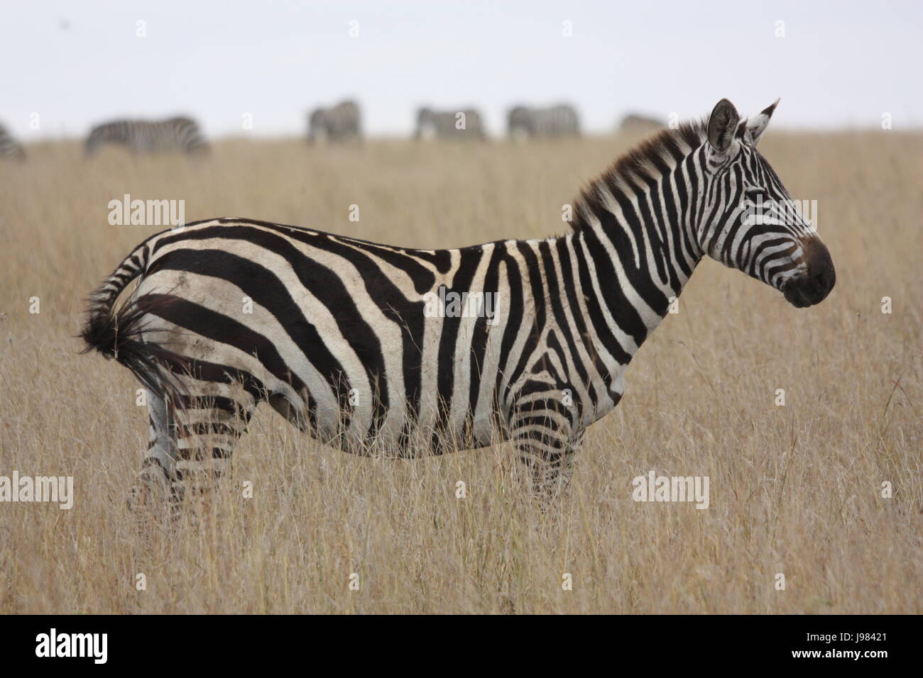 Africa, Kenya, animali, zebra, africa kenya, animali, zebra, Nairobi Foto Stock