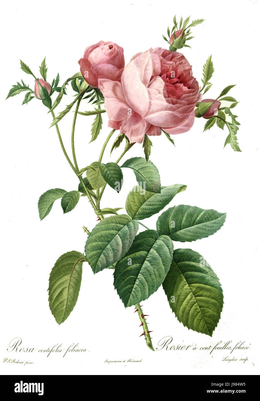Redoute rosa centifolia foliacea Foto Stock