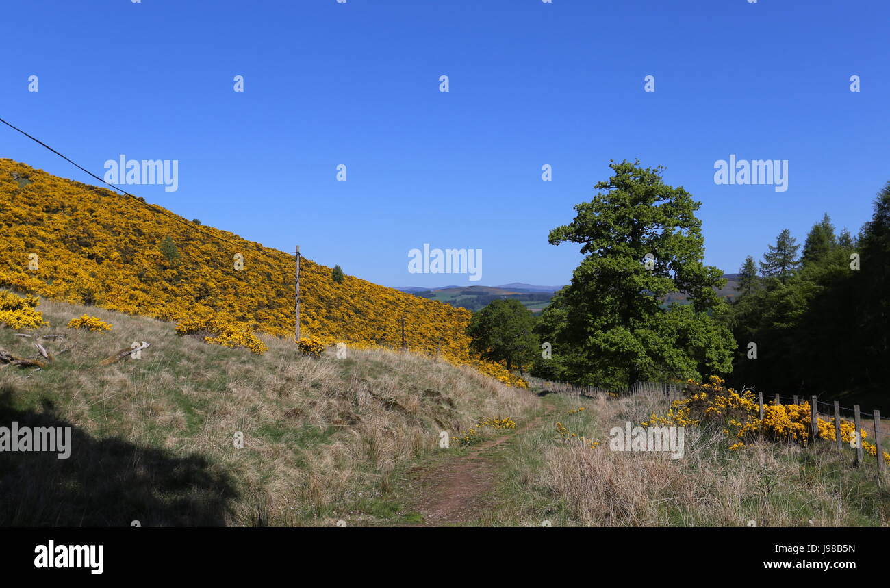 Cateran Trail tra Alyth e Kirkton Of Glenisla Scozia Maggio 2017 Foto Stock