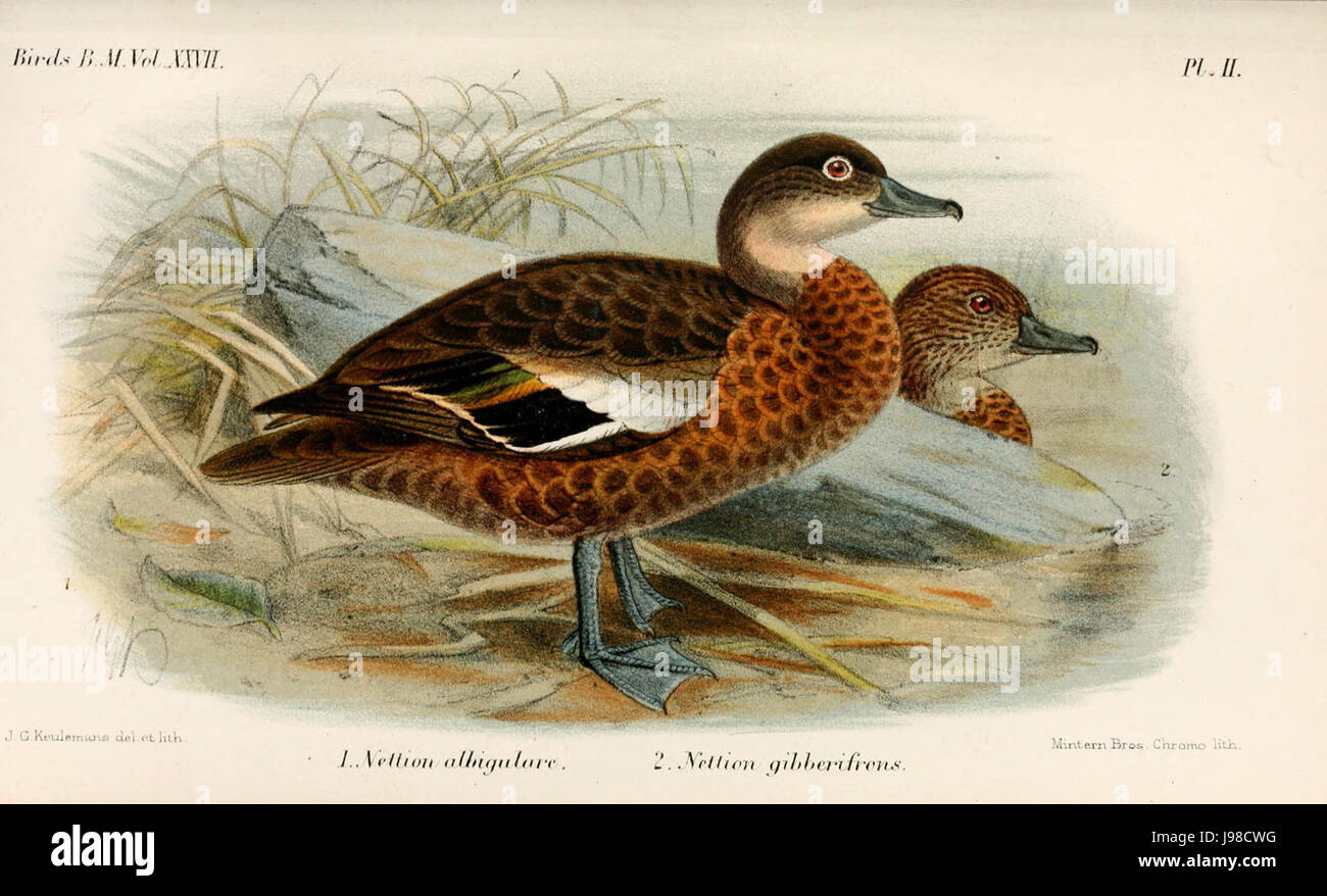 NettionKeulemans Foto Stock