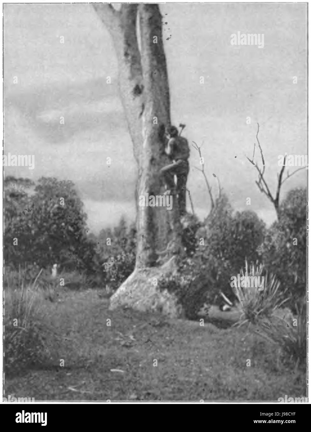 Un'illustrazione raffigurante un uomo Kurnai proveniente dalle tribù native del sud-est dell'Australia, mostra l'arrampicata su un albero, che rappresenta la cultura e lo stile di vita indigeni nella regione. Foto Stock