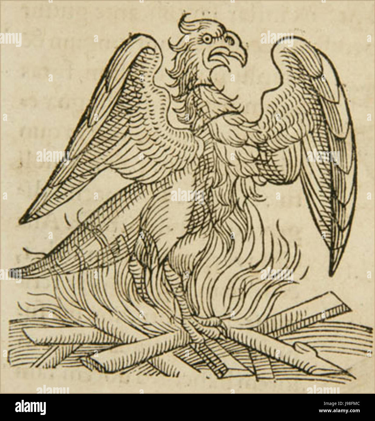 Phoenix lykosthenes Foto Stock