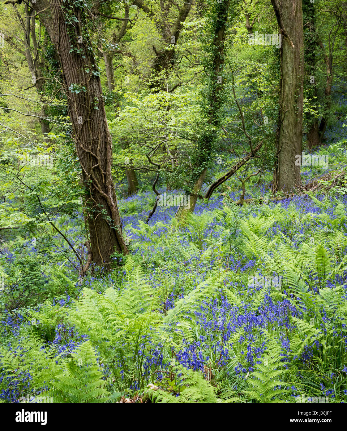 Bluebells inglese in un bosco di impostazione. Foto Stock