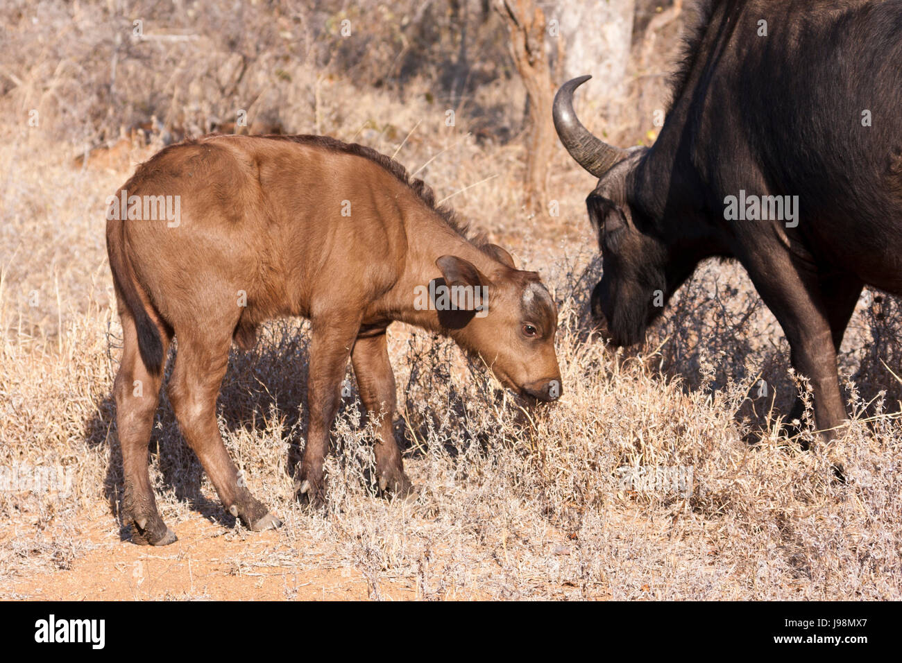 Wild, orizzontale, fase, livello, singolo, bere acqua potabile, bavaglini, selvatici, Africa Foto Stock