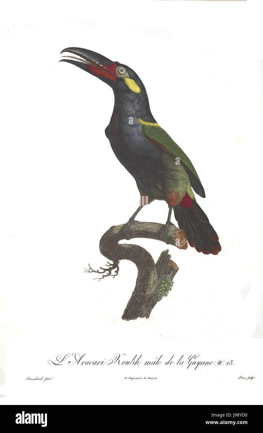 Tucani e Barbets piastra 13 Barraband Foto Stock