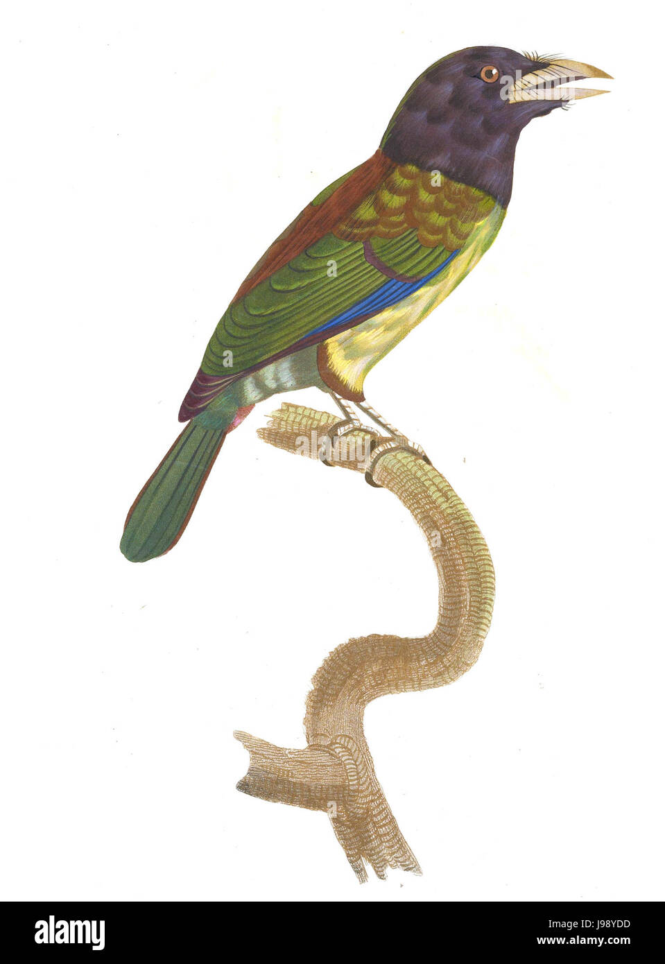 Tucani e piastra Barbets 20 Barraband Foto Stock