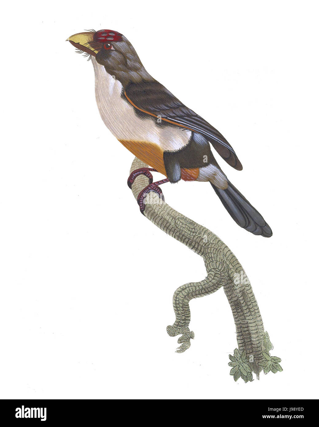 Tucani e Barbets piastra 37a Barraband Foto Stock