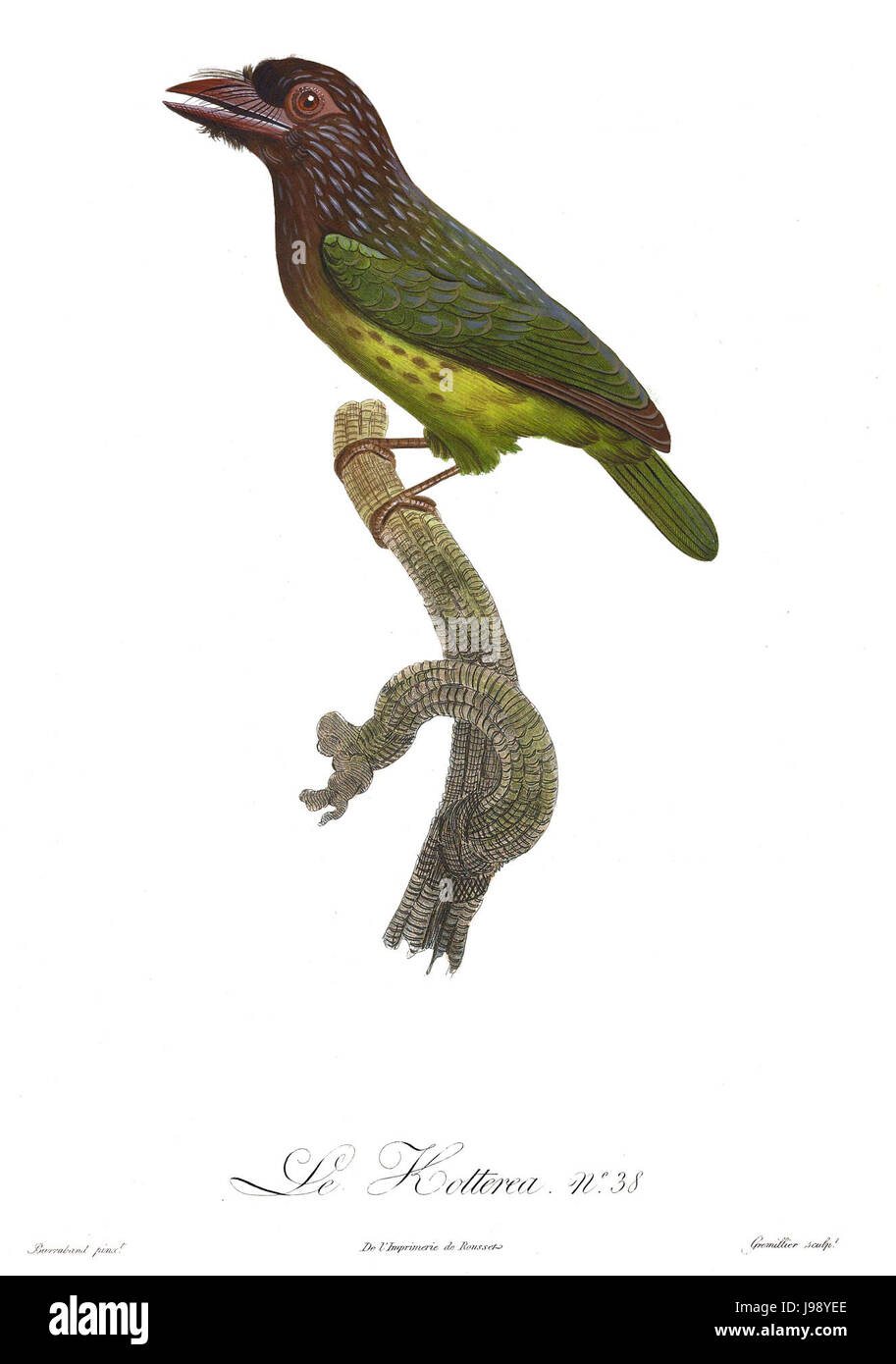 Tucani e piastra Barbets 38 Barraband Foto Stock