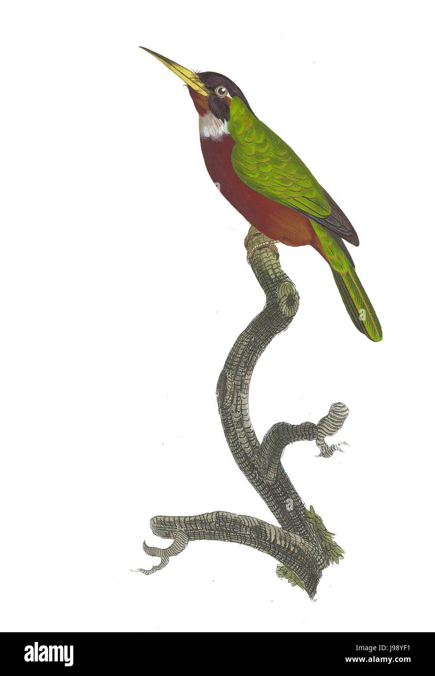 Tucani e Barbets piastra 51 Barraband Foto Stock