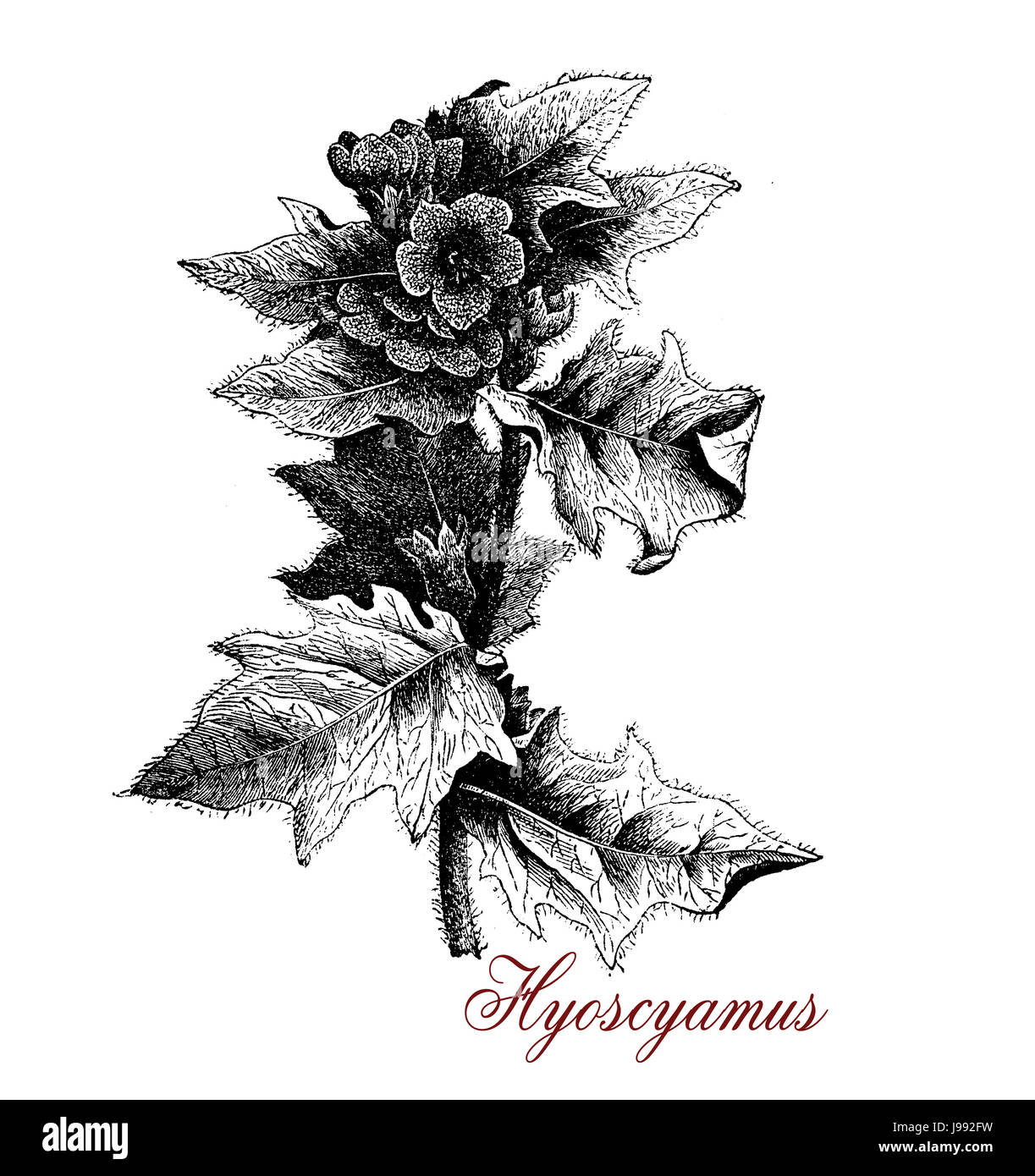 Vintage illustrazione di Hyoscyamus o henbane,impianto tossici utilizzati nella medicina tradizionale come anestetico e per la birra di aromatizzanti, ora coltivate per scopi farmaceutici e come henbane olio per massaggio medico Foto Stock