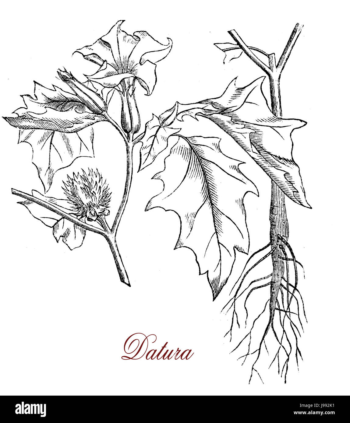 Vintage illustrazione della datura velenose pianta flowering,in particolare i semi e la tromba fiori a forma di Foto Stock