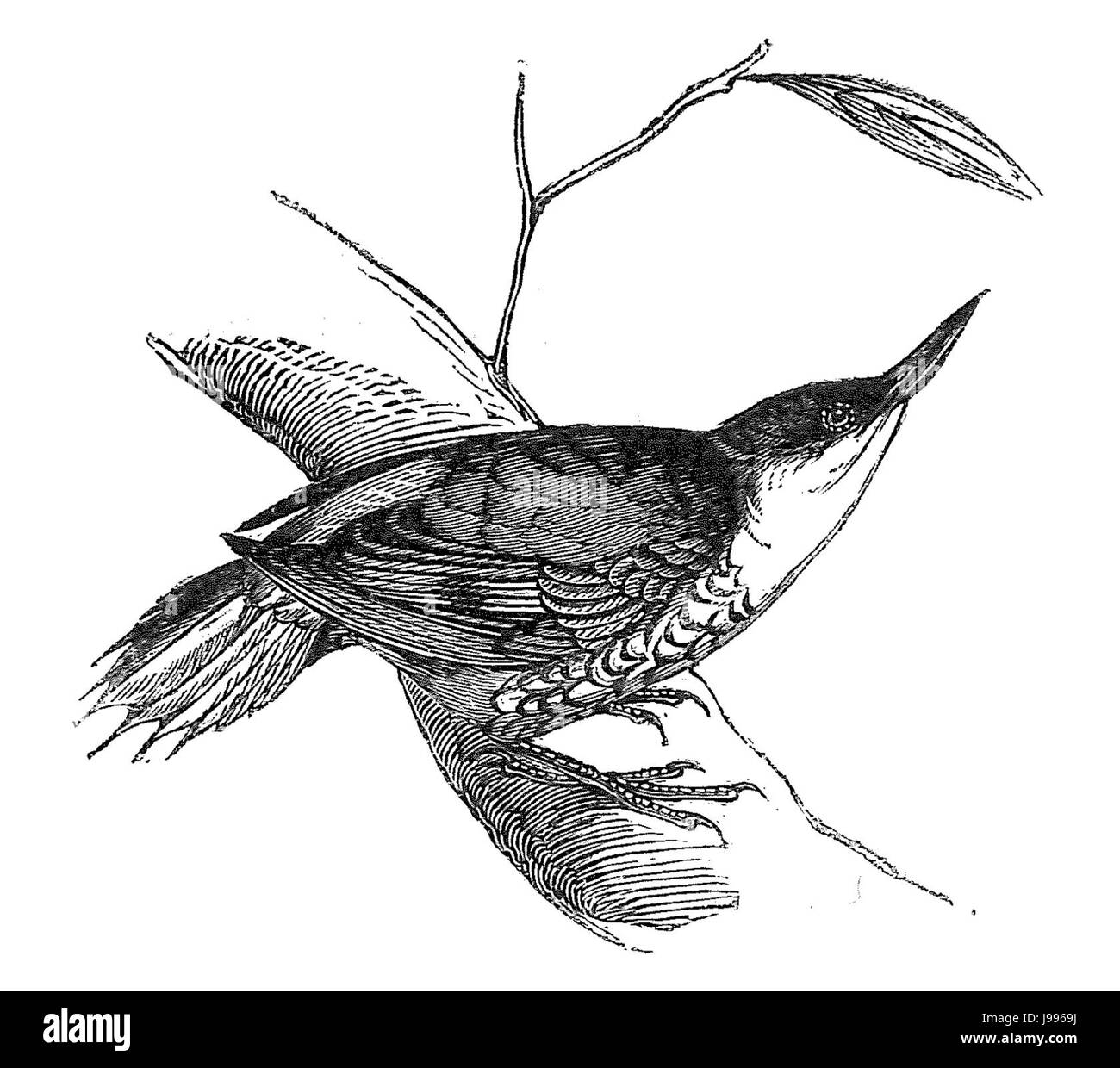 Pygarrhichas albogularis Foto Stock