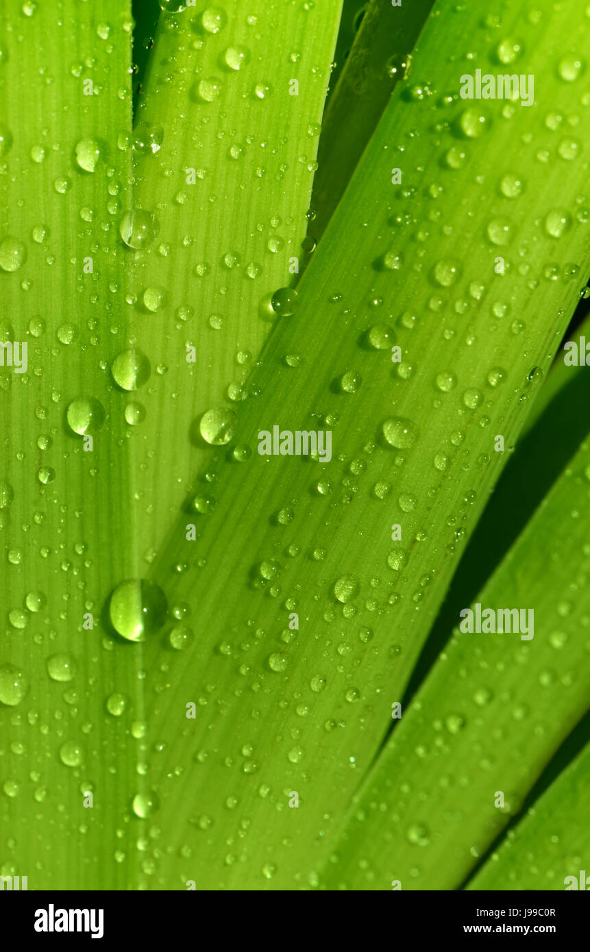 Foglie, macro close-up, macro di ammissione, vista ravvicinata, Verde rugiada, dewdrop, Foto Stock