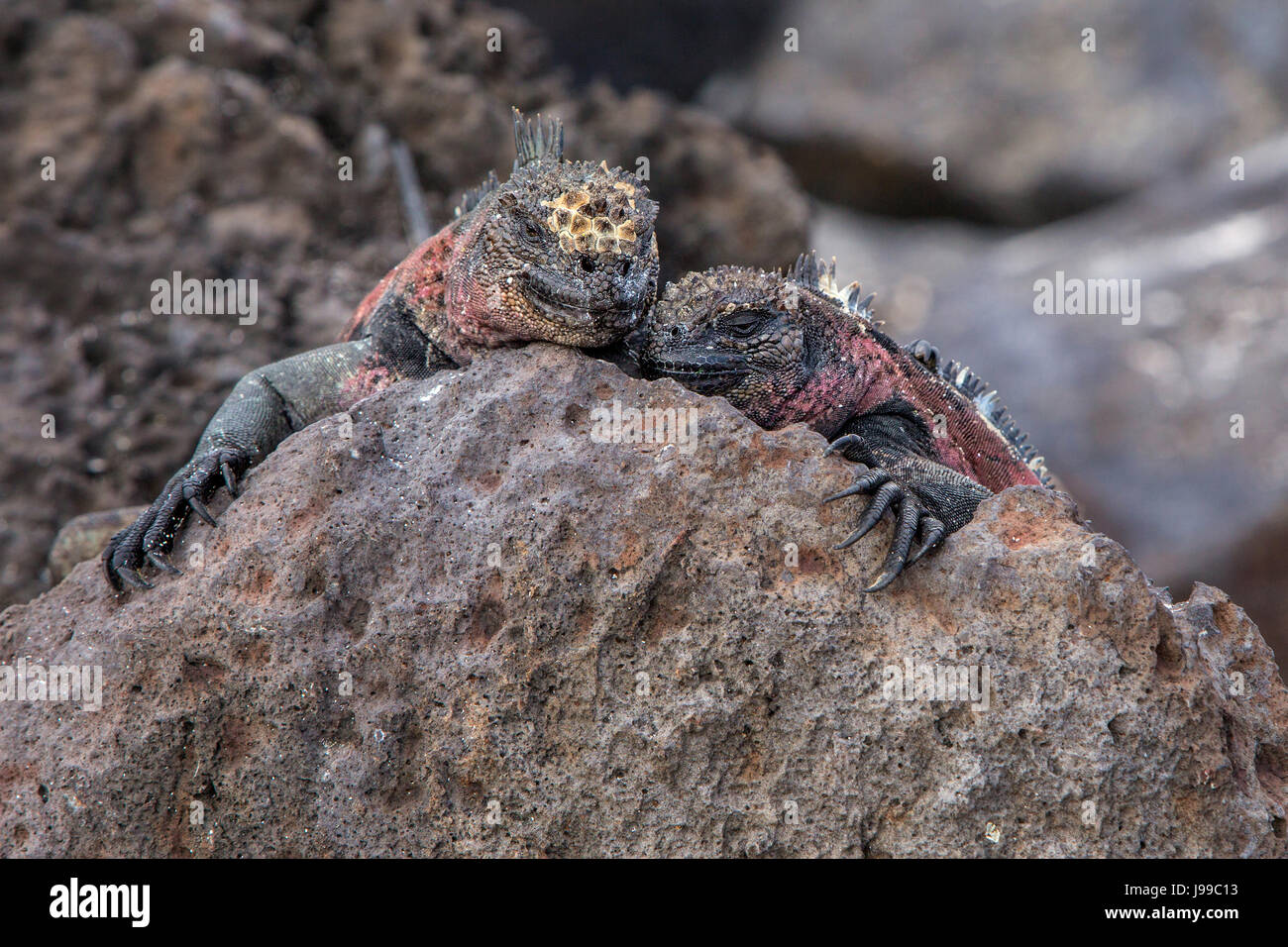 Due iguane snuggling su una roccia nelle Galapagos Foto Stock