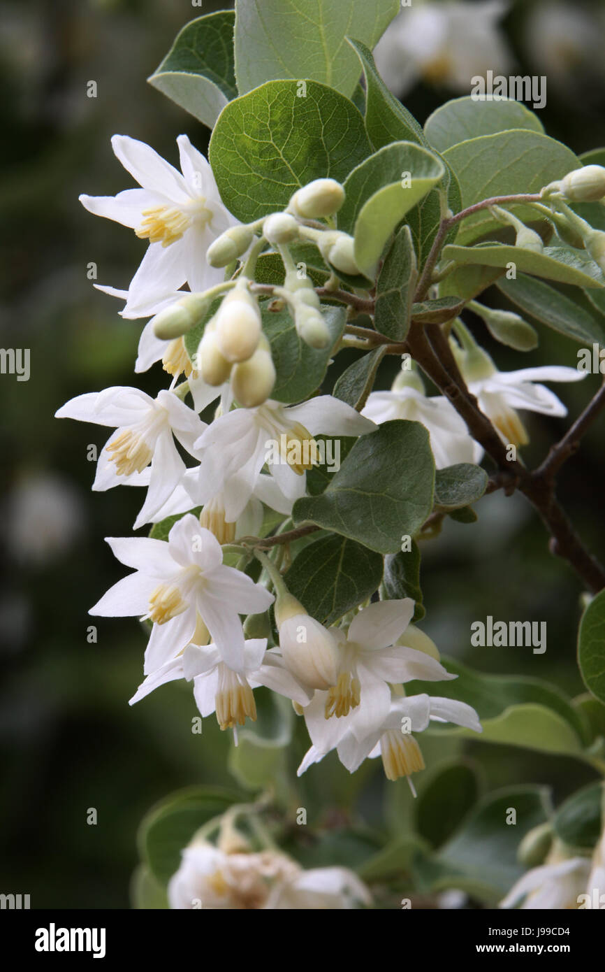Macro Close-up, macro di ammissione, vista ravvicinata, alberi, piante, fiori, asia Foto Stock
