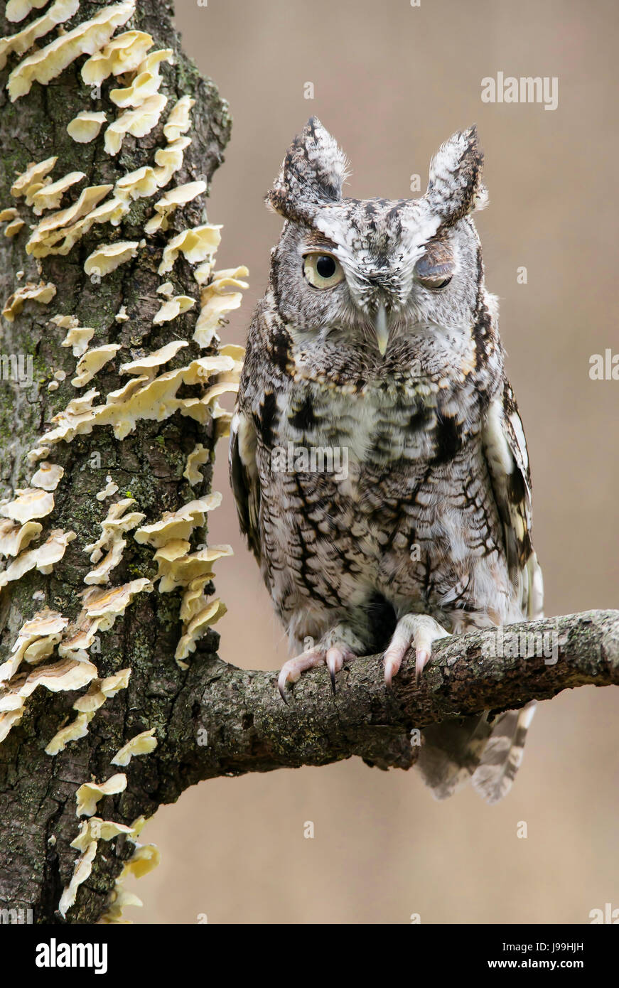Eastern Screech Owl Adulti, fase grigia (Megascope asio) arroccato su ramo di albero morto, lampeggiante, Inverno, e USA, di Skip Moody/Dembinsky Photo Assoc Foto Stock