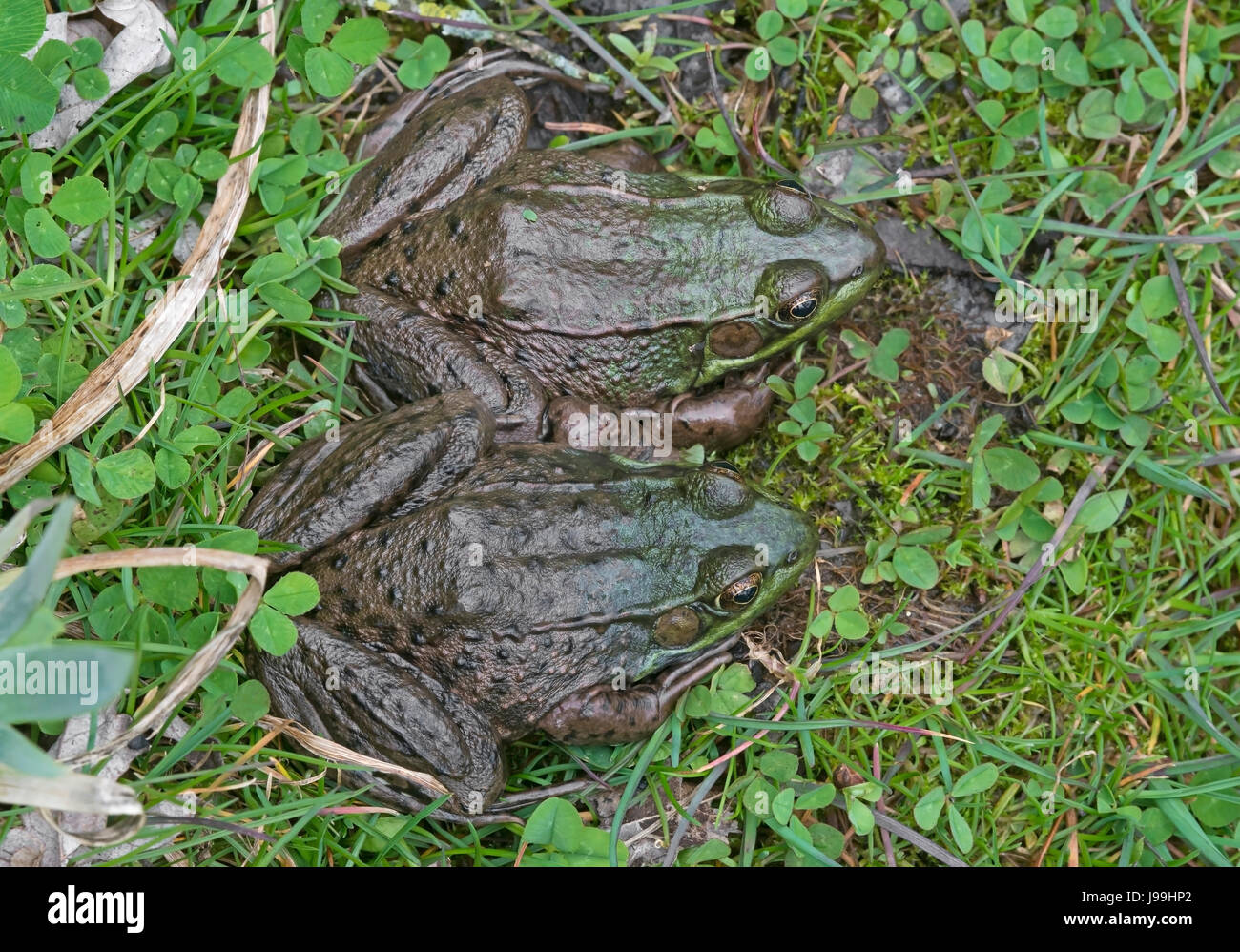 Rana Verde (Rana clamitans o Lithobates clamitans), E STATI UNITI D'AMERICA Foto Stock