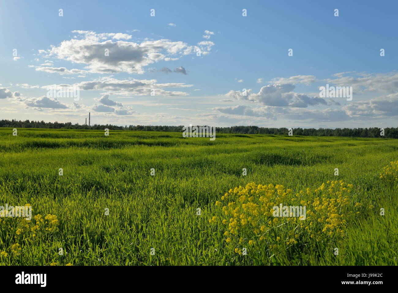 Erba verde campo sotto il cielo blu giornata di sole Foto Stock