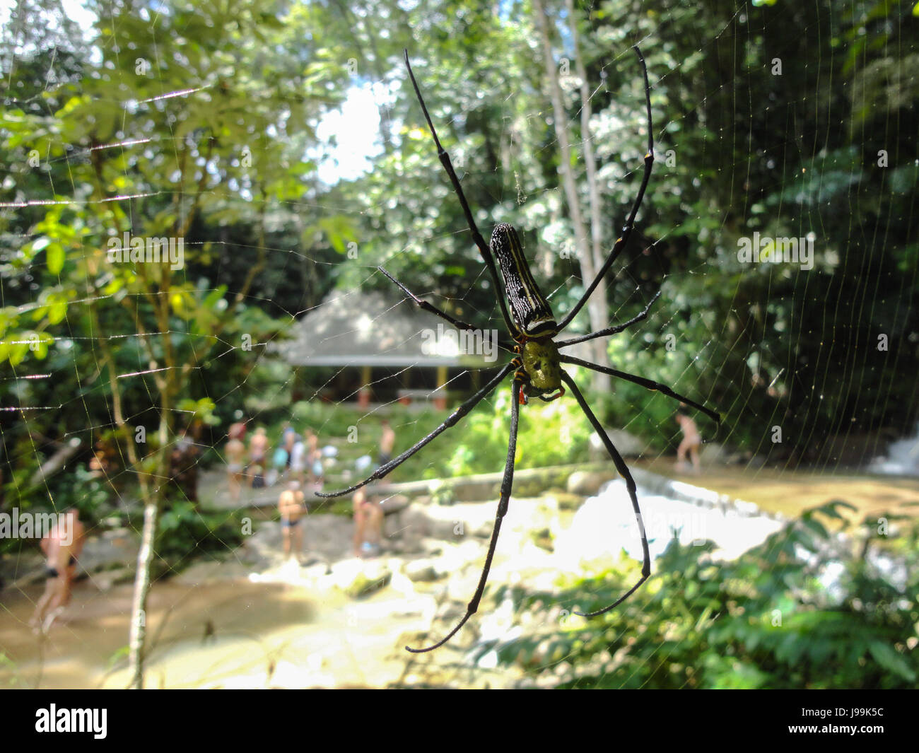 Tailandia insetto grande foresta nephila ragno con gambe lunghe su una ragnatela su uno sfondo verde Foto Stock