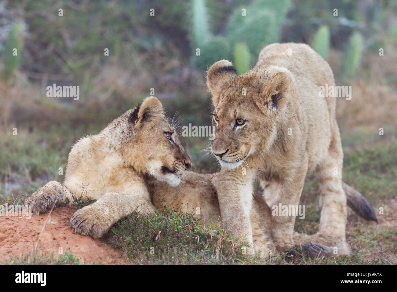 Due giocoso lion cubs giocare insieme senza una nebbiosa mattina, avvistato su un game drive a Kariega Game Reserve, Eastern Cape, ZA Foto Stock