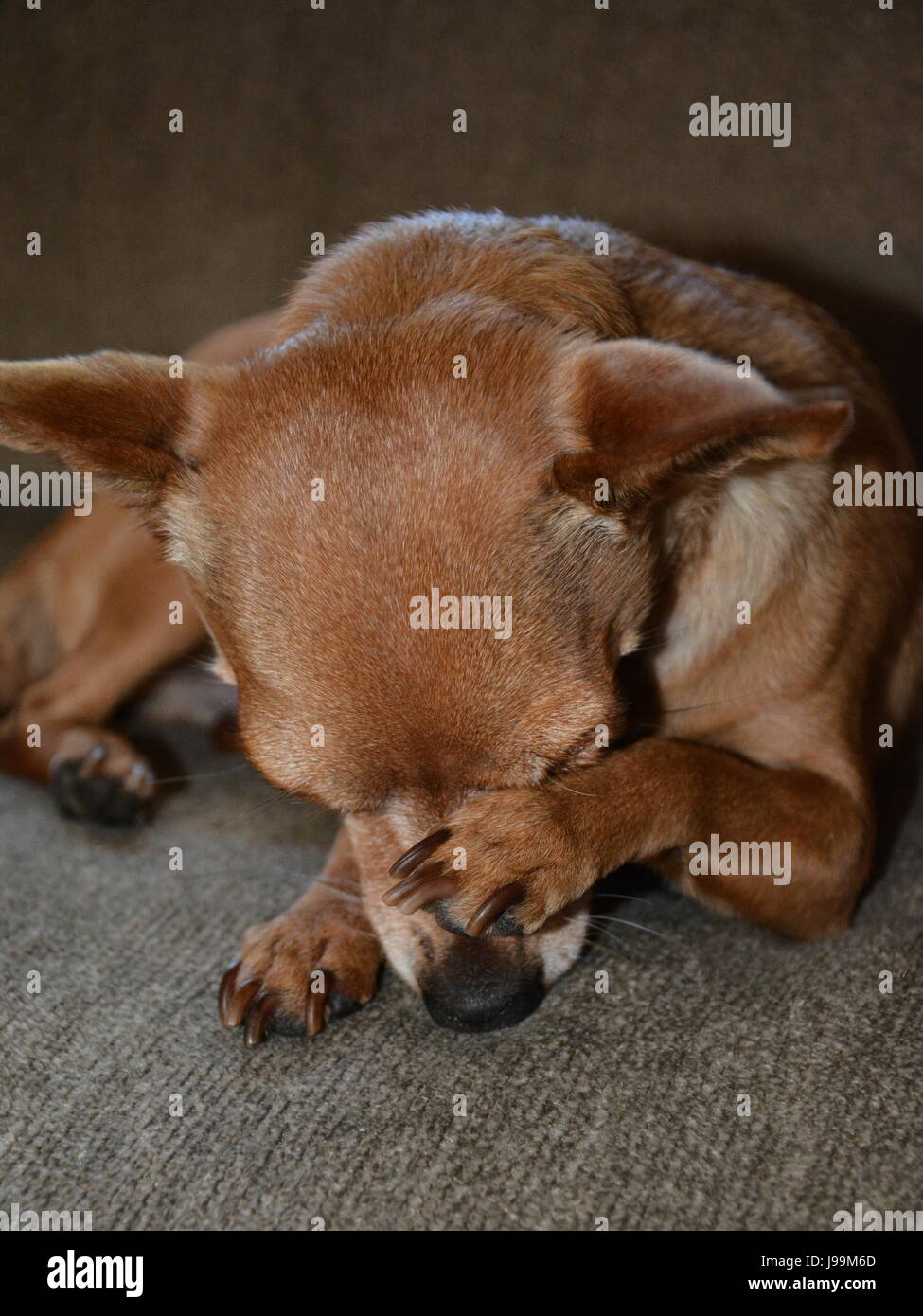 Il suo nome è gommoso e anche se shes un hyper e poco cordiale, era un po' timido che giorno :) Foto Stock