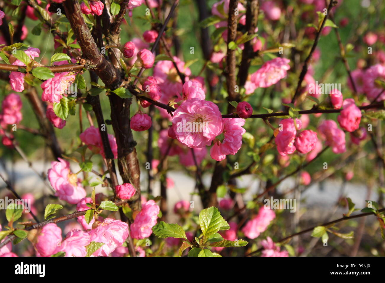 Prunus dulcis Foto Stock