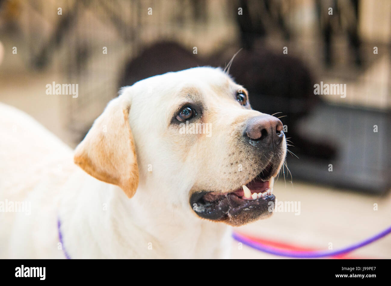 Ritratto di riproduttori di razza golden retriever Foto Stock