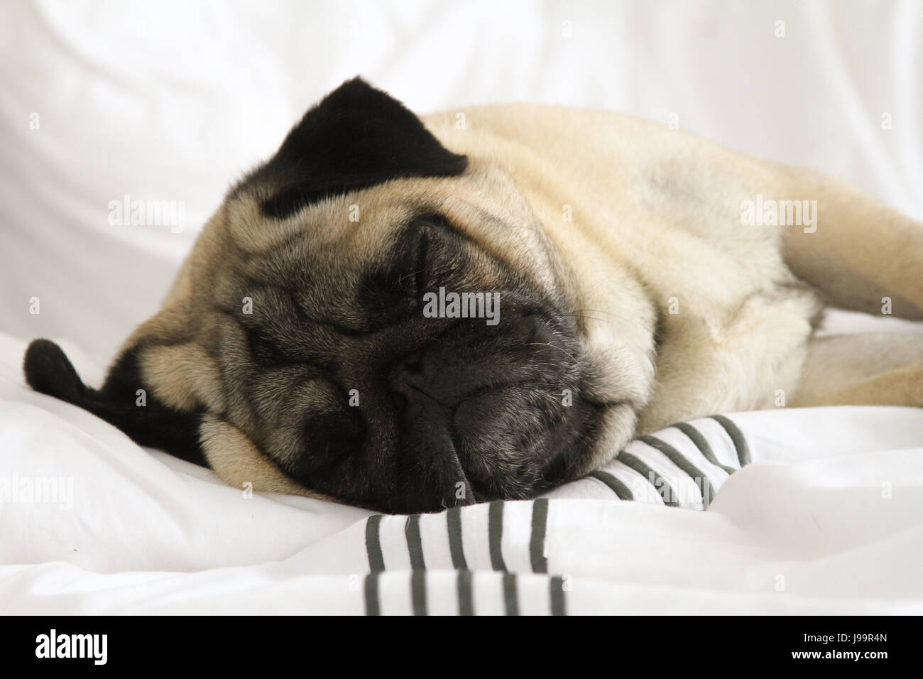 Pug di sonno Foto Stock
