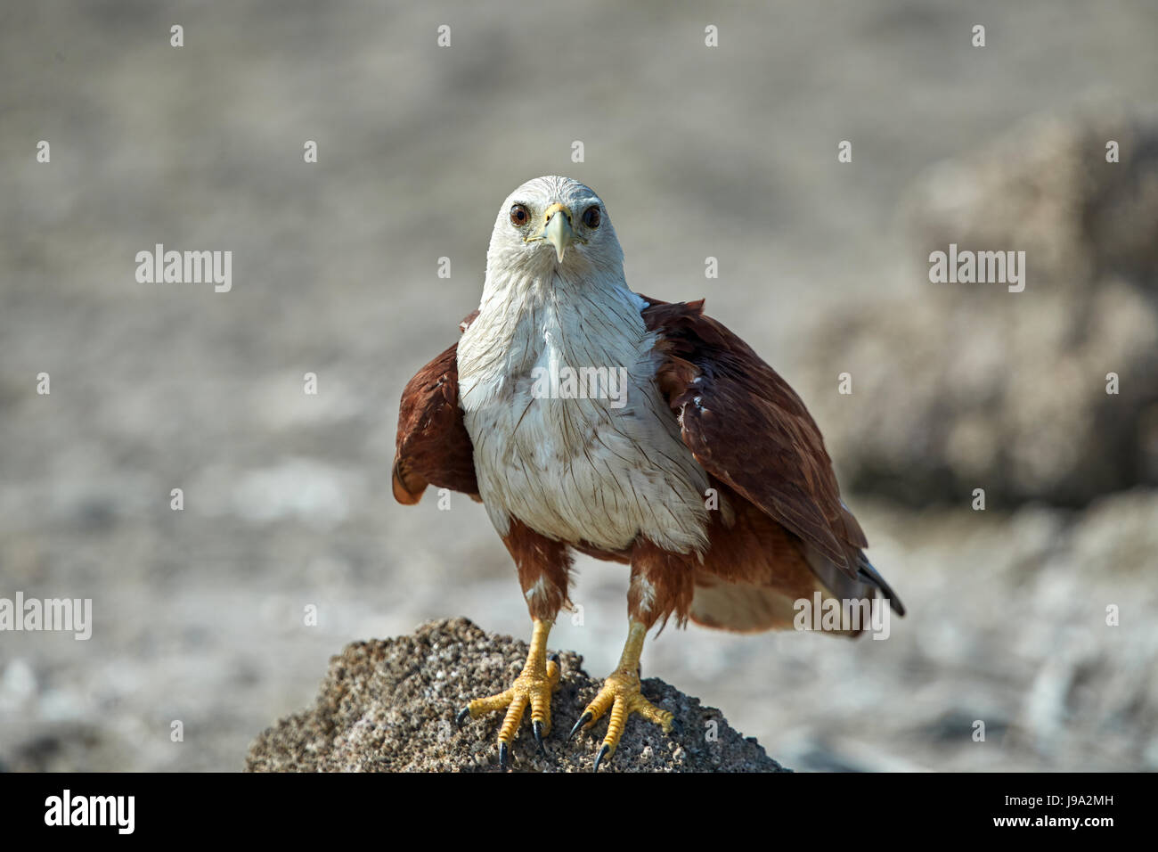 Brahminy Kite (Haliastur indus), noto anche come il Red-backed Sea-eagle Foto Stock