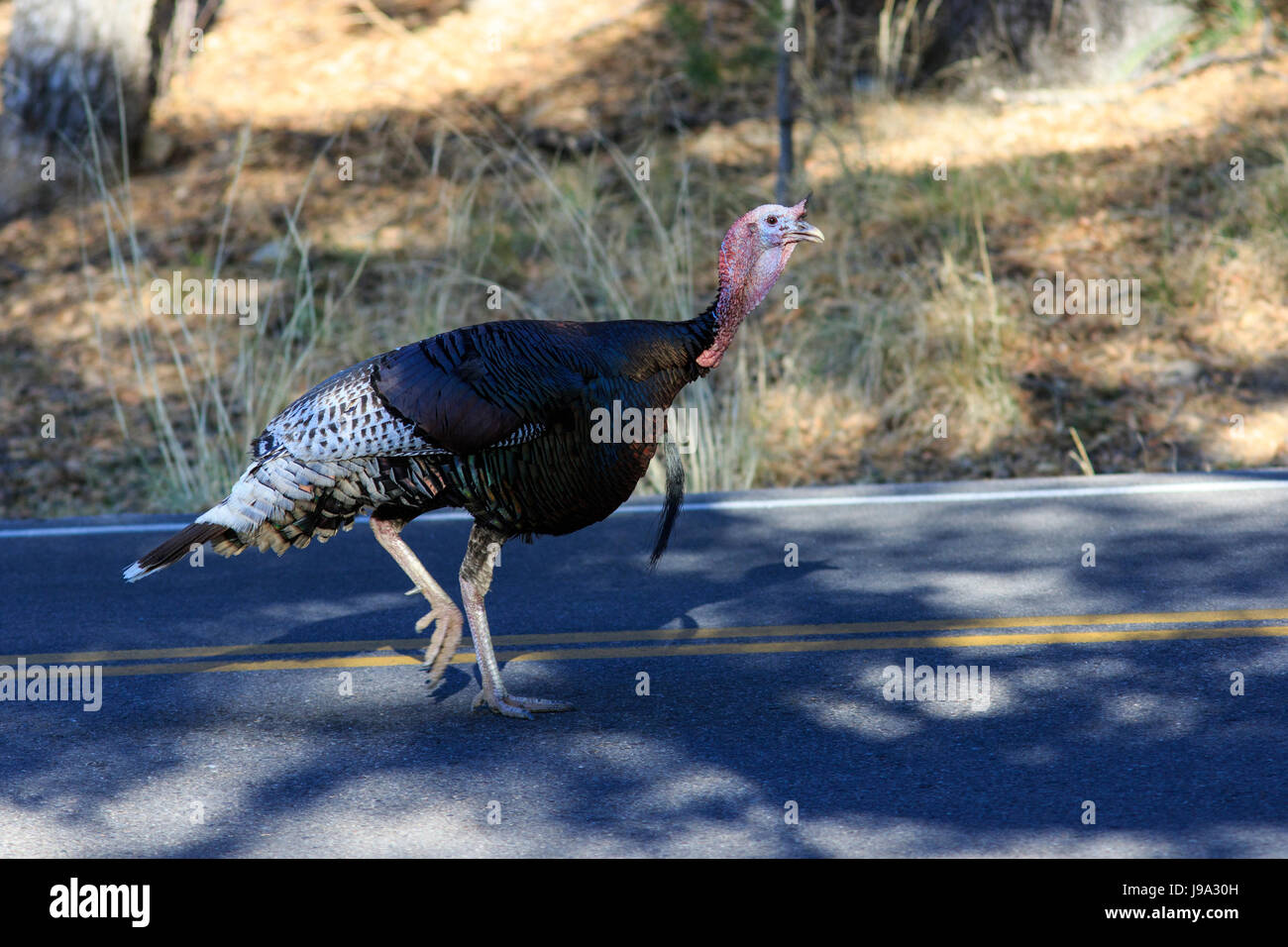 Il tacchino selvatico (Meleagris gallopavo) camminando in strada. Foto Stock