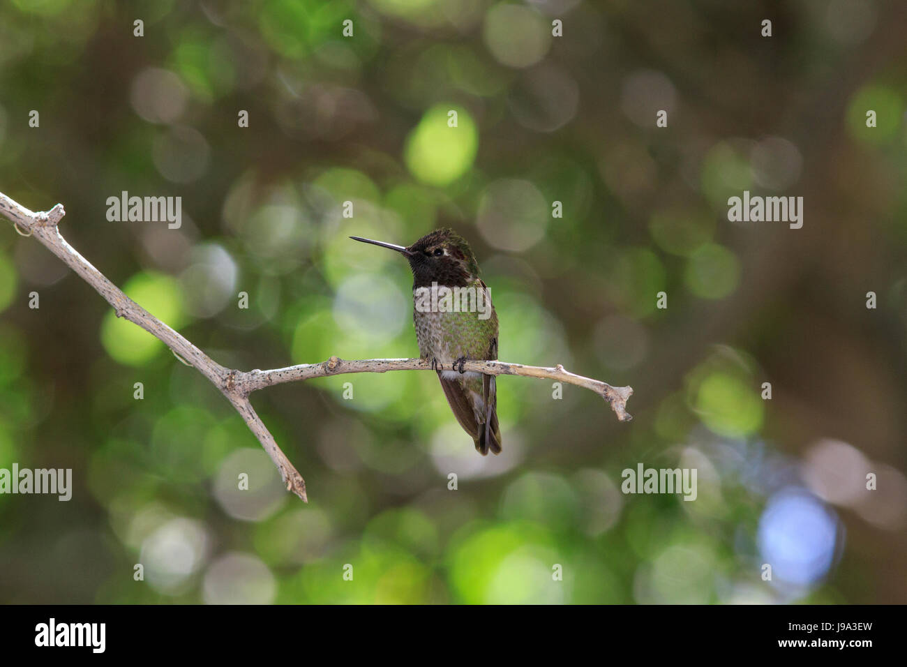 Anna (hummingbird Calypte anna) appollaiato sul ramo di albero. Foto Stock