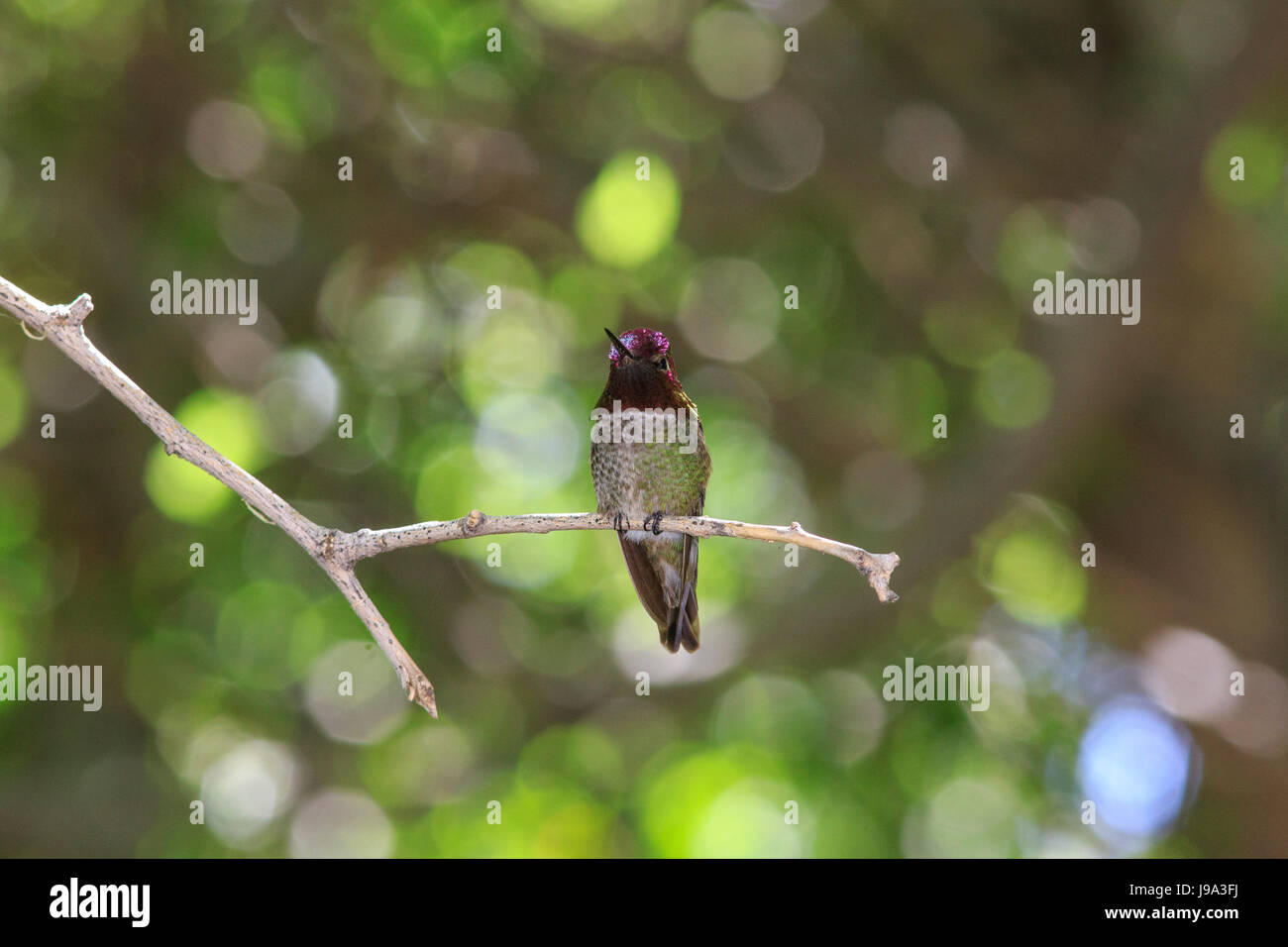 Anna (hummingbird Calypte anna) appollaiato sul ramo di albero. Foto Stock