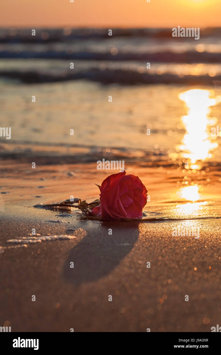 Fiore, rose, piante, tramonto, romantico, spiaggia, mare, spiaggia, mare  Foto stock - Alamy