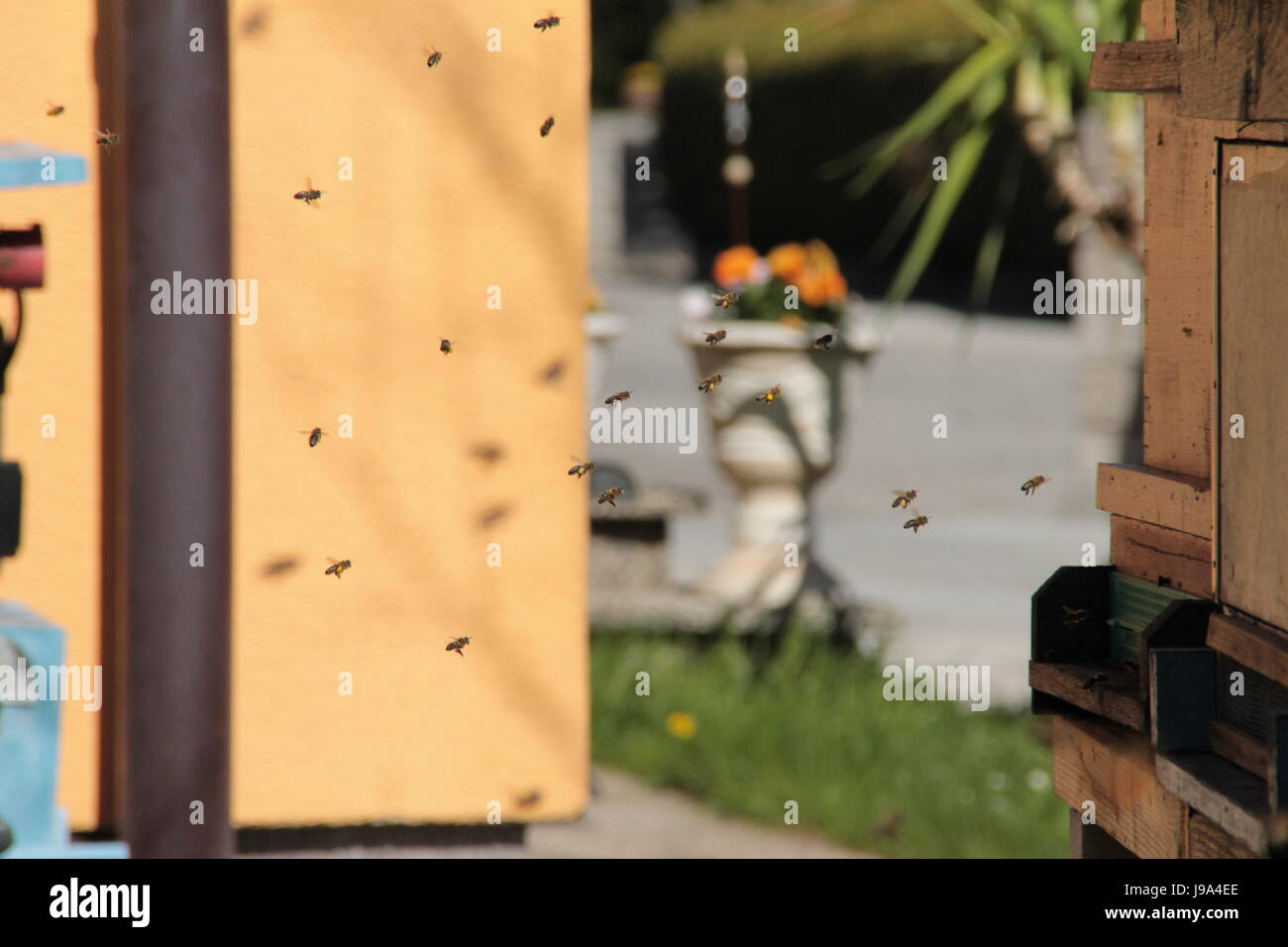 Insetti bee, molla, api, beehive biene fliegt nachhause, arbeiterbiene, Foto Stock
