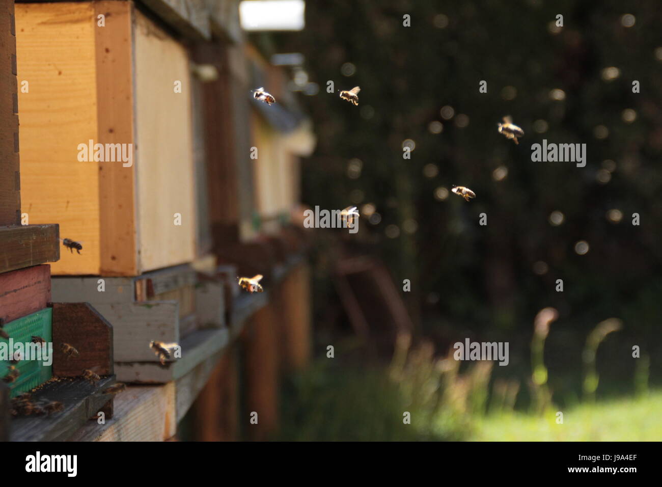 Insetti bee, molla, api, beehive biene fliegt nachhause, arbeiterbiene, Foto Stock